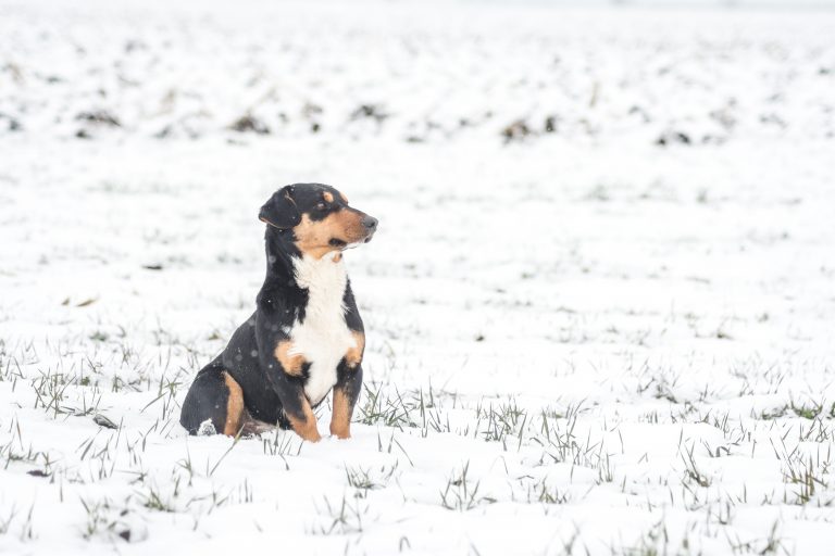 Protecting Your Pet’s Paws in Winter Tips for Safe Outdoor Walks