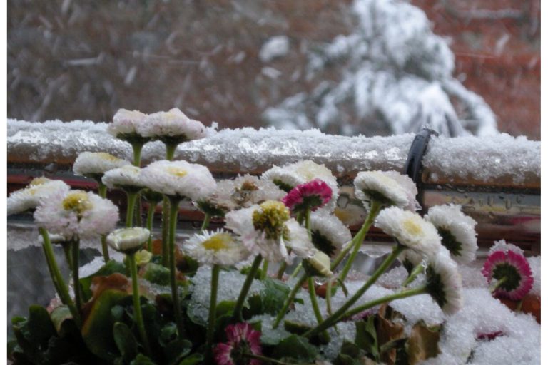 Protecting Your Garden from Ice Melts During Heavy Snowfall