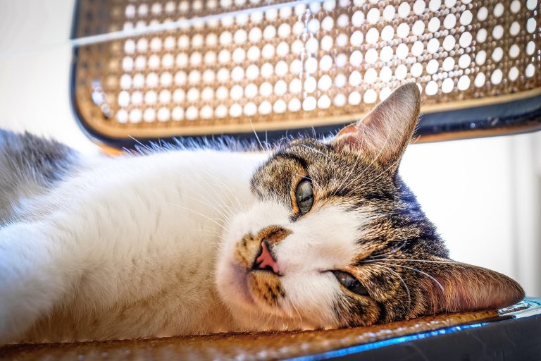 Recognizing Signs of Heatstroke Cats and What to Do About It