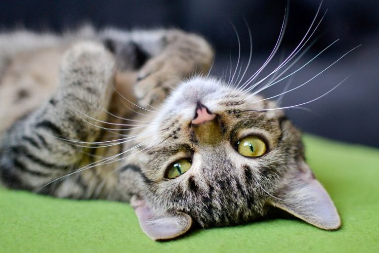 Redirect Spring Zoomies into Play | Cat Enrichment Tips Redirect Spring Zoomies into Play | Cat Enrichment Tips