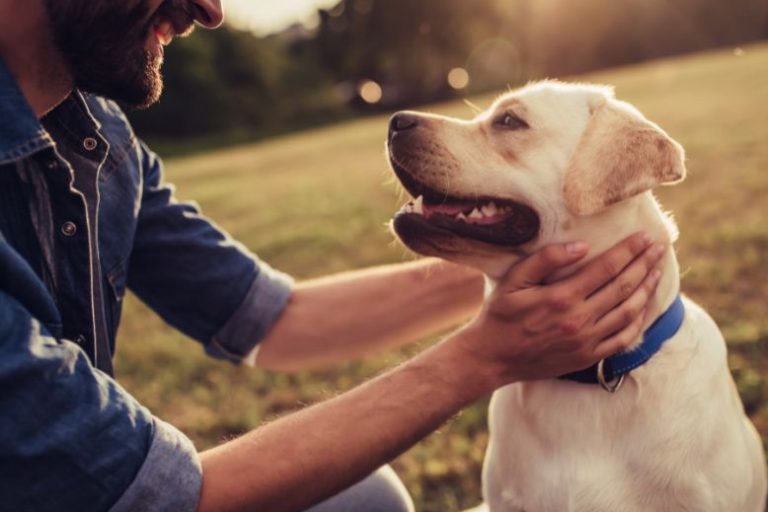 Reinforcing Recall_ Why Spring is the Perfect Time to Practice Off-Leash Commands Spring Recall Training for Dogs | Off-Leash Commands and Safety