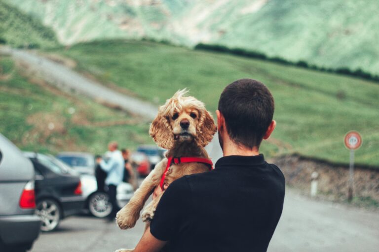 RoadTripping with Dogs in June Best Rest Stops and Travel Safety Tips