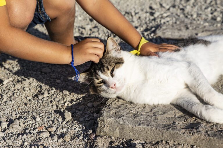 Should You Take Cat to the Beach What You Need to Know First