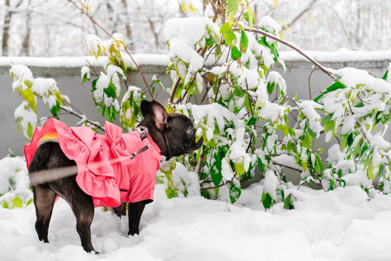 Small Dogs, Big Hearts: Top Breeds for Apartment Living in Winter