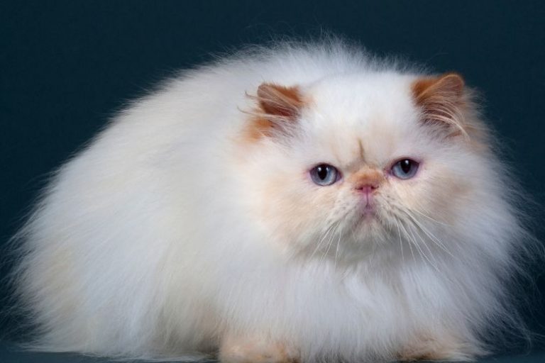 Rare Cat Breeds Gaining Popularity in 2025 | Unique Feline Companions Rare Cat Breeds Gaining Popularity in 2025 | Unique Feline Companions