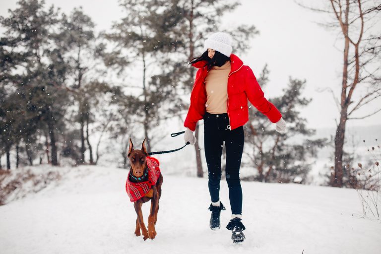 Snow Day Fun_ Top 5 Outdoor Games to Play with Your Dog