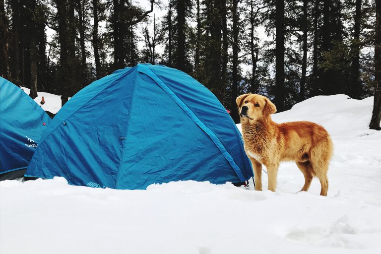 Snow Camping with Your Dog: Preparing for a Frosty Adventure