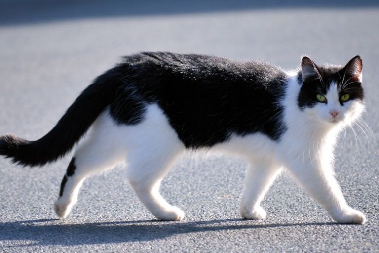Spring Break with Cats_ How to Travel Without Stressing Out Your Feline Spring Break with Cats | Travel Tips for a Stress-Free Feline Experience