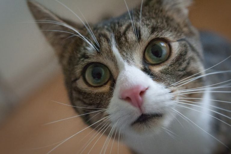 Spring Cleaning_ Keep These Chemicals Away from Your Cat Spring Cleaning and Cat Safety | Toxic Chemicals to Avoid Around Cats
