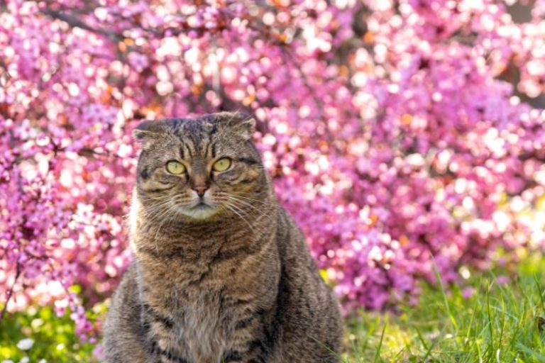 Spring Photo Shoots_ How to Capture Your Cat in Bloom (2) Spring Cat Photography Tips | Capture Your Cat in Bloom This Season