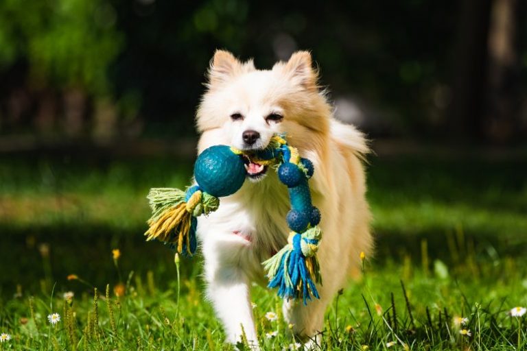 Spring-Themed Toys to Brighten Up Your PetGÇÖs Playtime (2) Spring-Themed Pet Toys for Joyful Playtime