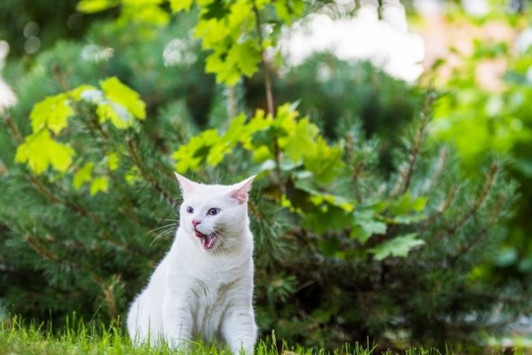 Springtime Dangers_ Identifying Toxic Flowers and Plants for Cats Toxic Spring Plants for Cats | Identify & Avoid Dangerous Flowers