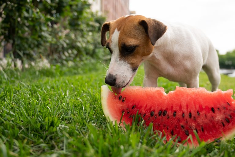 Summer Superfoods for Dogs Boost Hydration and Energy Naturally