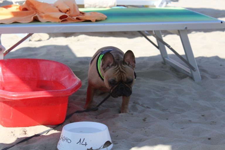 Summer Training Slumps How to Keep Your Dog Engaged Despite the Heat