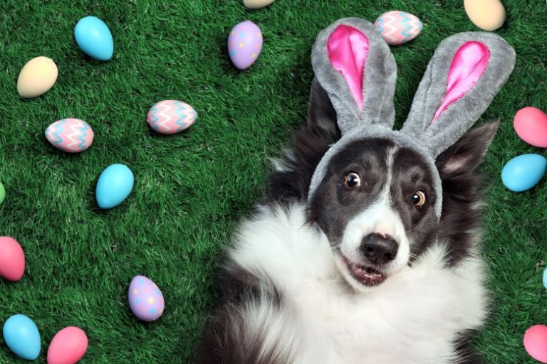 The Best Easter-Themed Pet Products for a Hoppy Holiday The Best Easter Pet Products for a Hoppy Holiday
