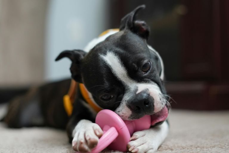 Discover the best indoor toys to keep your pets entertained and active this winter. From interactive puzzles to durable chew toys, find the perfect options here.