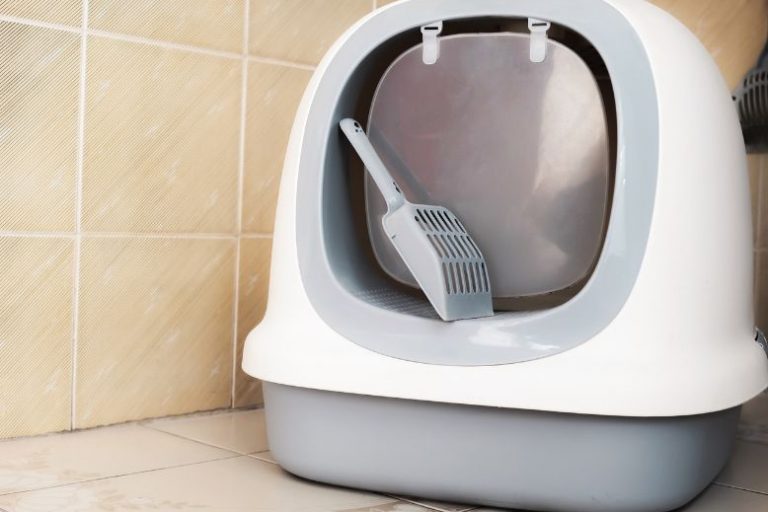 The Ultimate Guide to Buying a Big Bag of Cat Litter GÇö And Why Your Dog Might Thank You Too (2) Big Bag of Cat Litter by Next Gen: More Value, Less Mess