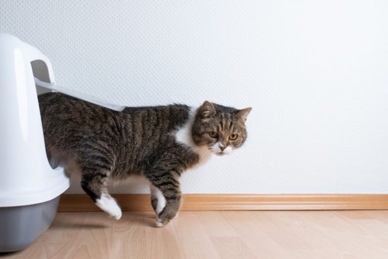 Timber Litter & More_ Why Next Gen Products Are a Smart Choice for Eco-Savvy Pet Parents (2) Why Timber Litter by Next Gen Pet Is a Game-Changer