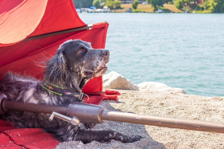 Tips Camping with Senior Dogs Comfort and Safety Essentials