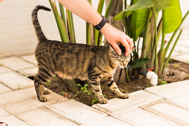 Tips for Managing a Cat That Wants to Escape Outdoors inSummer