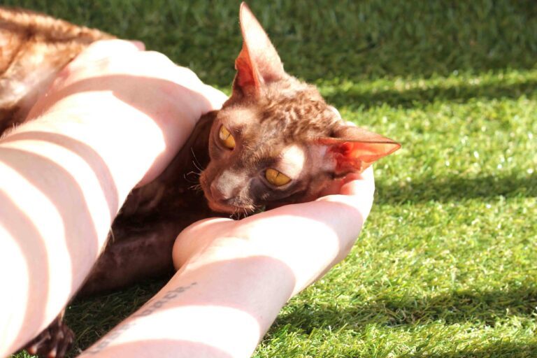 Top Cat Breeds That Handle Summer Heat Like Pro Top Cat Breeds That Handle Summer Heat Like a Pro