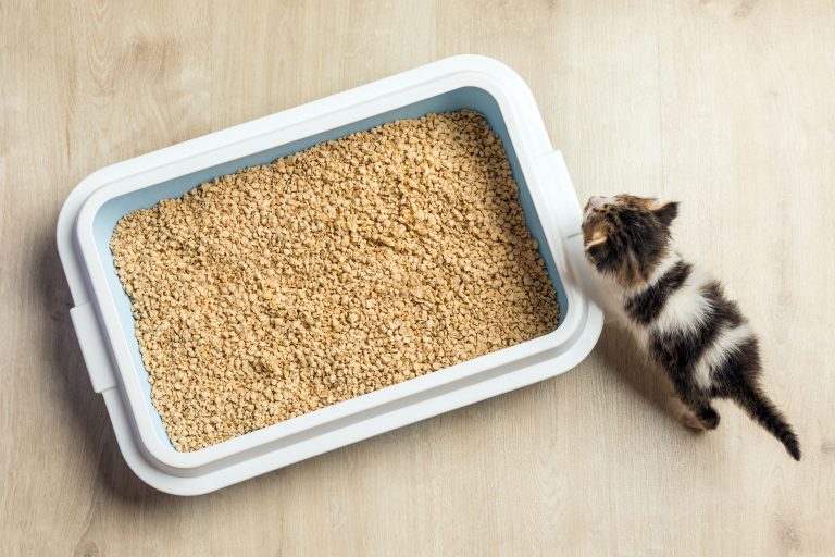 Top Cat Litter Brands Leading the Eco-Friendly Revolution