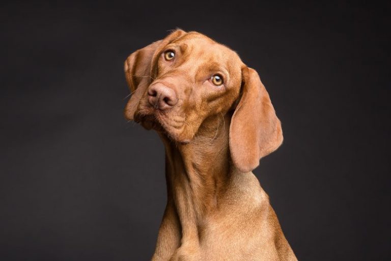 Top Dog Breeds for Hiking and Outdoor Adventures (2) Best Dog Breeds for Hiking | Top Outdoor Adventure Companions
