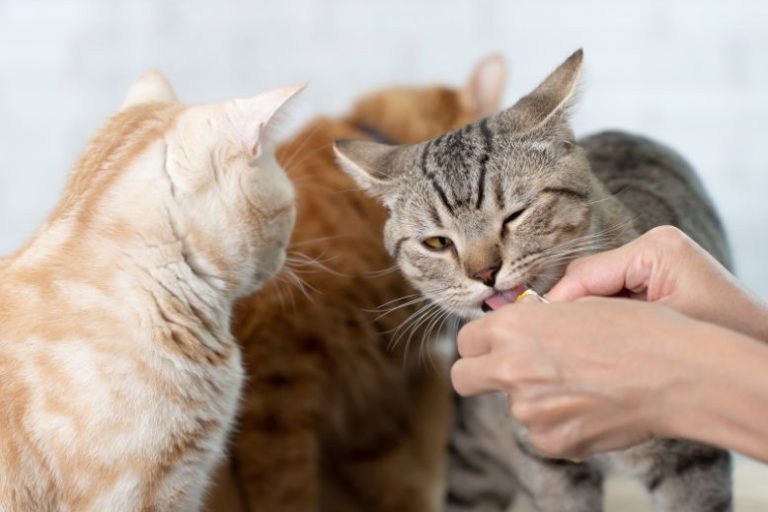 Top Healthy Cat Snacks_ Tasty and Irresistible Treats for Your Feline Top Healthy Cat Snacks Tasty and Irresistible Treats for Your Feline
