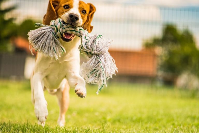 Top Outdoor Gear for Active Pets_ Leashes, Harnesses, and Fetch Toys Top Outdoor Gear for Active Pets: Best Leashes, Harnesses & Toys