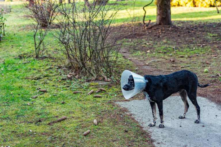 Toxic Summer Plants What Not to Let Your Dog Near the Yard