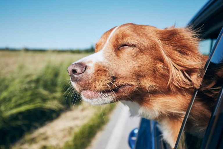 Weekend Road Trips with Dogs_ Top Pet-Friendly Spots to Explore This April April Dog-Friendly Road Trips | Top Spring Travel Spots with Your Dog