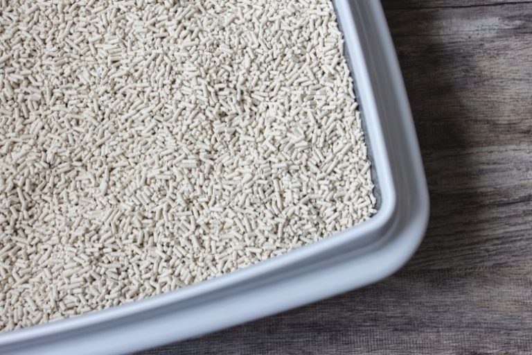 Inside the Bag: Cat Litter, Flea Hacks & Healthy Treat Picks Inside the Bag: Cat Litter, Flea Hacks & Healthy Treat Picks
