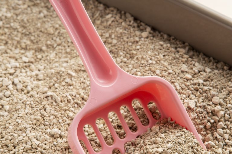 Why Big Bags of Cat Litter Are Better for You and Planet Why Big Bags of Cat Litter Are Better for You and the Planet