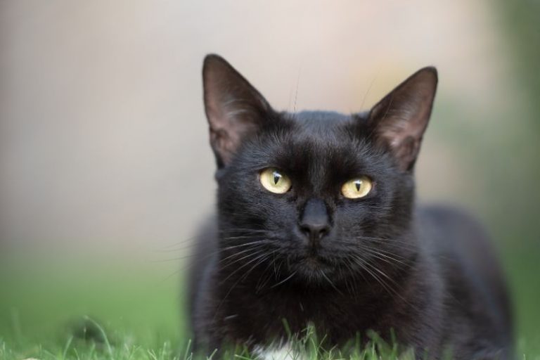 Why Black Cats Are Overlooked in Shelters (And Why You Should Adopt One) Why Black Cats Are Overlooked | Reasons to Adopt a Black Cat
