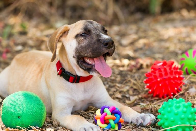 Why KONG Is Still the King of Outdoor Toys for Dogs Why KONG Is Still the Best Outdoor Toy Brand for Dogs