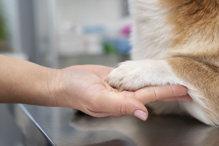 Winter Paw Care Preventing and Treating Frostbite and Cracked Pads in Dogs