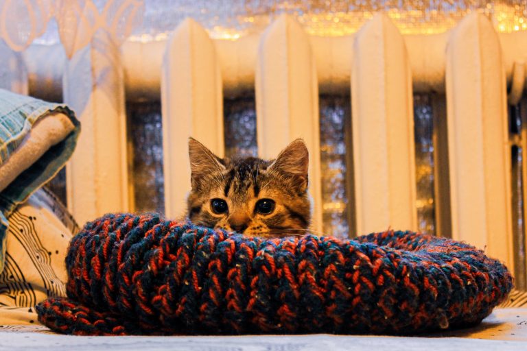 Winter Wonders: How to Support Cat Shelters During the Holiday Season