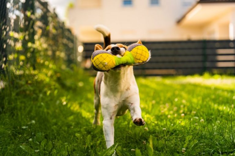 ZippyPaws_ Cute and Clever Flea-Season Toys That Pets Love (2) ZippyPaws_ Cute and Clever Flea-Season Toys That Pets Love