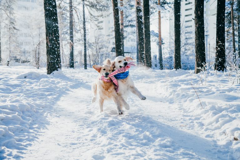 Helping Pet Owners Make Smarter Winter Choices